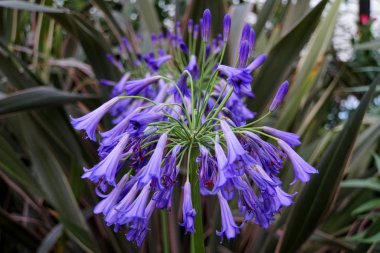 Güzel bir demet Mavi Afrika zambağı.