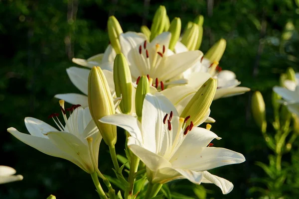 Beyaz Asyalı Lily 'nin güzel ve güzel kokulu çiçekleri. — Stok fotoğraf