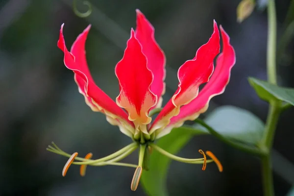 Giglio rosso rampicante Rothschildiana, con nome scientifico gloriosa superba — Foto Stock