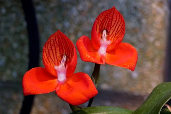 Disa Uniflora, pequeñas orquídeas rojas de Sudáfrica —  Fotos de Stock