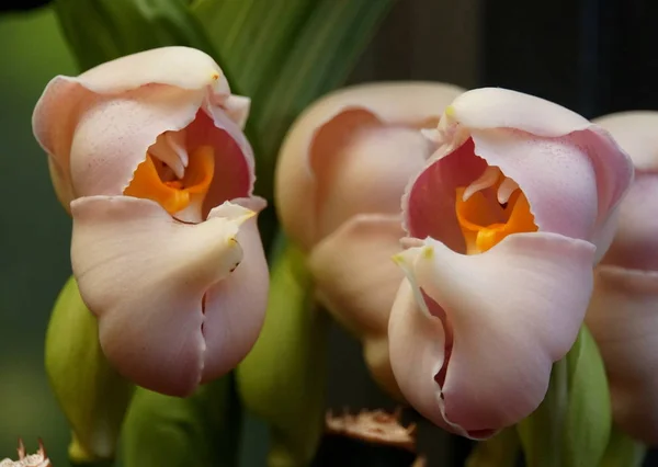 Anguloa uniflora, también conocida como bebés envueltos orquídeas —  Fotos de Stock