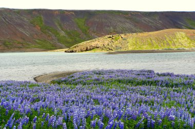 Kleifarvatn Gölü, İzlanda yakınlarında güzel mor lup çiçekleri tarlası