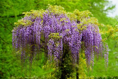 Güzel mor salkımcık çiçekleri tam çiçeklendiğinde