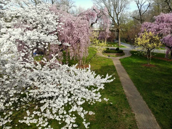 Bela flor de cereja branca e rosa no Brandywine Park, Wilmington, Delaware, EUA — Fotografia de Stock