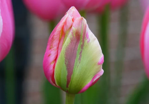 Beautiful pink and green tulips flower — Stock Photo, Image