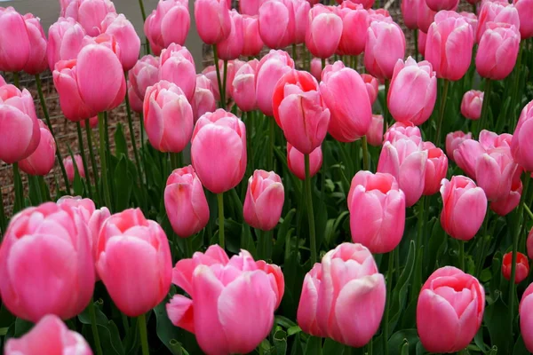 Bellissimi fiori di tulipano rosa in piena fioritura — Foto Stock