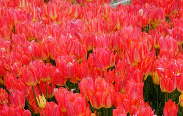 美丽的安托瓦内特、晚熟的郁金香花盛开 — 图库照片