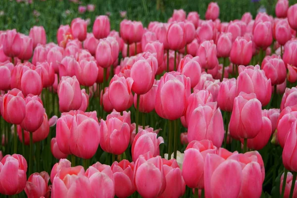 Belles fleurs de tulipes roses à pleine floraison — Photo
