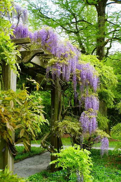 Beautiful purple wisteria flowers at full bloom on the pergola — Stock Photo, Image