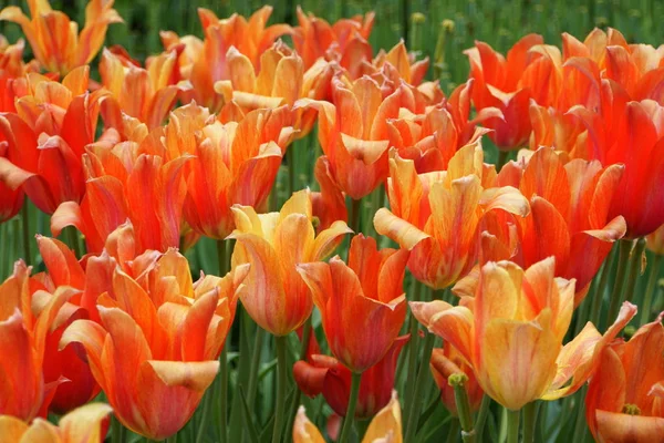 Tulipes simples El Nino tardives de couleur rouge et orange — Photo