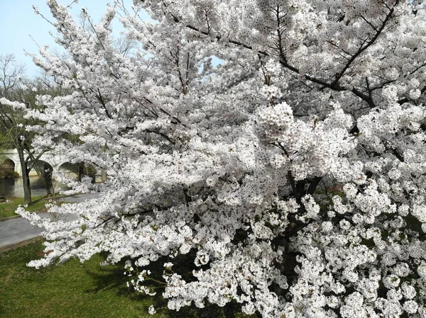Piękny biały kwiat wiśni kwitnące drzewo na szczycie kwiatu — Zdjęcie stockowe