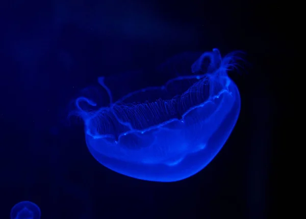 Medusas de bebê iluminadas sob uma luz azul — Fotografia de Stock