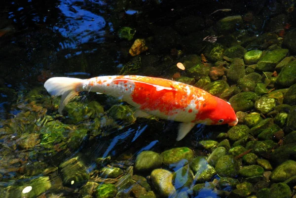 Un gran pez koi Kohaku japonés de oro y color blanco en un estanque poco profundo —  Fotos de Stock