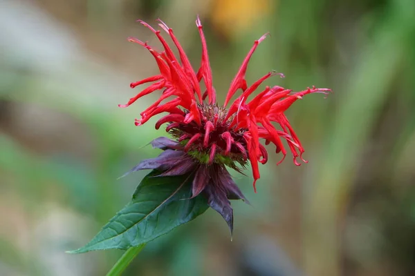 Un color rojo de Monarda Rasberry vino abeja bálsamo flor —  Fotos de Stock