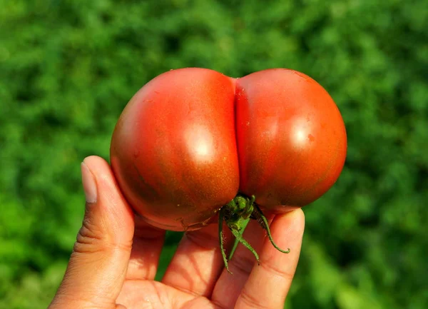Holding a unique shape of a rose organic heirloom tomato — 스톡 사진