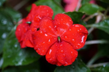 Kırmızı sabırsız yağmur damlalarıyla çiçek açar