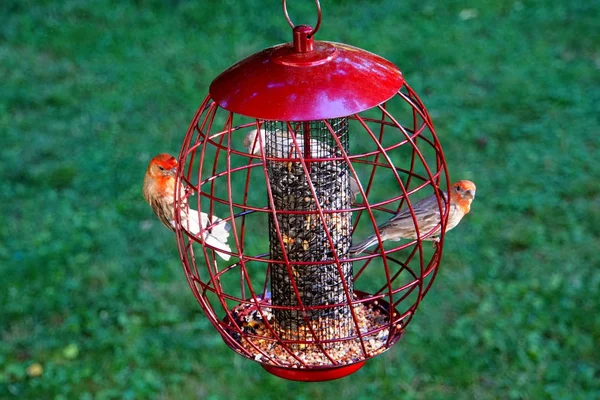 American Red House Finch pássaros dentro de um alimentador de aves à prova de esquilo, preenchido com girassol e sementes selvagens — Fotografia de Stock