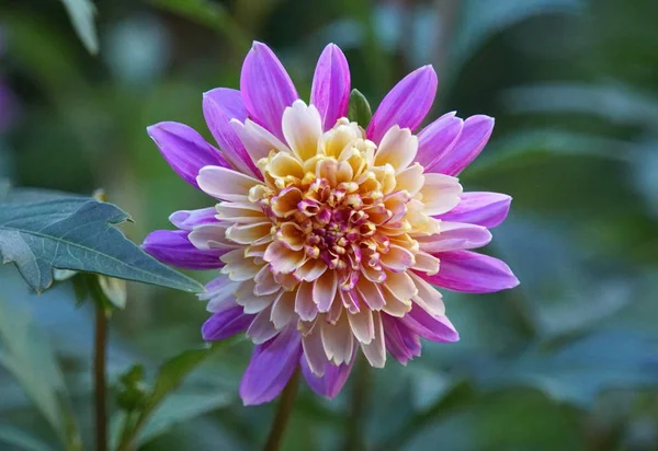 Krásná neformální dekorativní Dahlia vzlétnout kvetoucí v létě — Stock fotografie