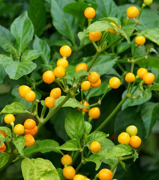 Cluster de petits poivrons jaunes frais Aji Charapita — Photo