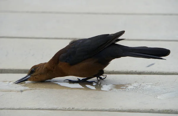 En rödhårig cowbird som dricker vatten på en träbro — Stockfoto