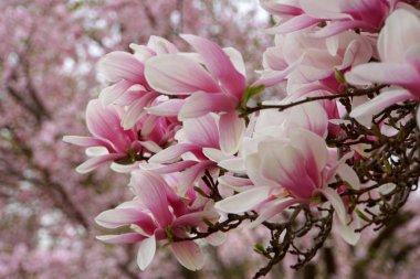 Pembe Manolya çiçekleri yakın çekim