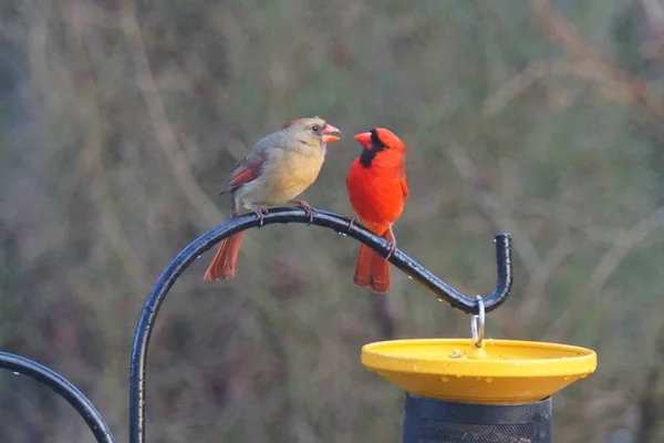Мужчина и женщина-кардинал стоят на шесте рядом с кормушкой для птиц — стоковое фото