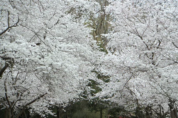 Mooie witte kersenbloesem bloeiende boom — Stockfoto