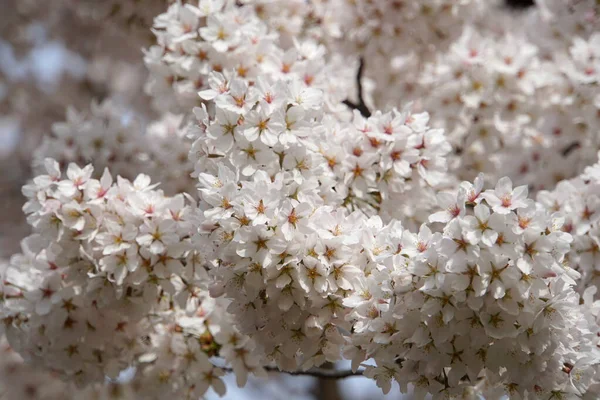 Lindas flores brancas de árvore de flor de cereja no pico da flor — Fotografia de Stock