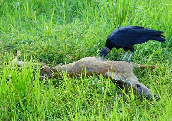 死んだ鹿を食べる七面鳥のハゲタカ — ストック写真