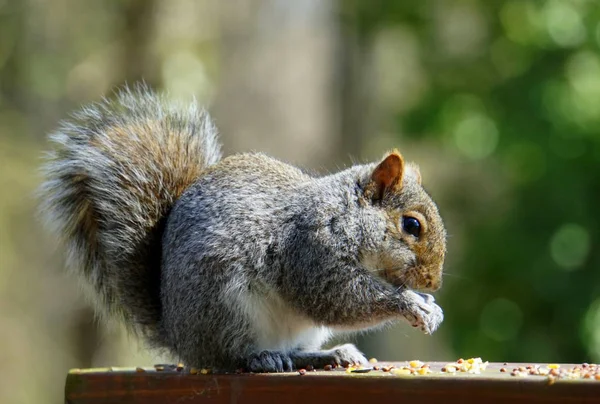 Ein Eichhörnchen frisst wilde Samen — Stockfoto