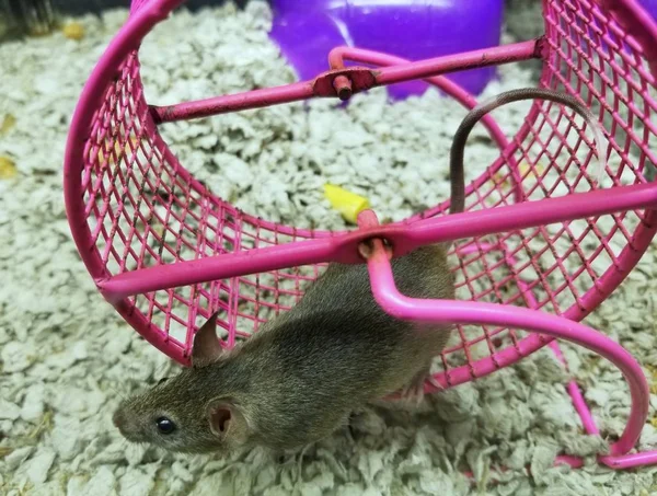 Een schattige kleine rat die op het roze loopwiel speelt — Stockfoto