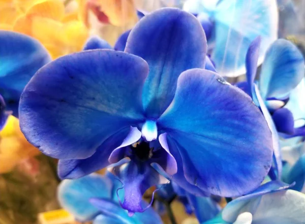 Primer plano de una flor mística azul de la orquídea —  Fotos de Stock