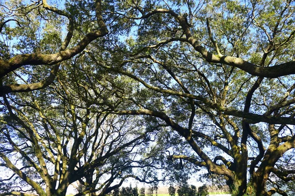 La vue des branches de chêne sous le ciel bleu — Photo