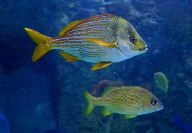 A French grunt fish swimming inside an aquarium