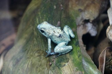 Close up of a poisonous terrible dart frog