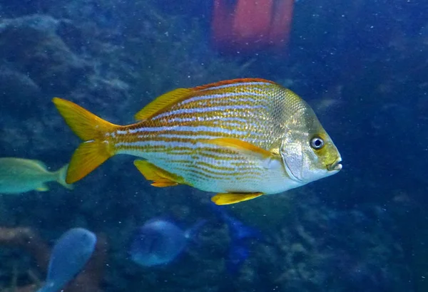 A French grunt fish swimming inside an aquarium — Stockfoto