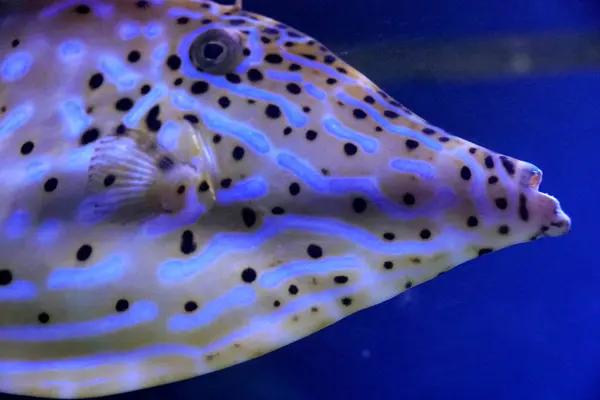 Close up de um belo listras brancas e amarelas Triggerfish — Fotografia de Stock