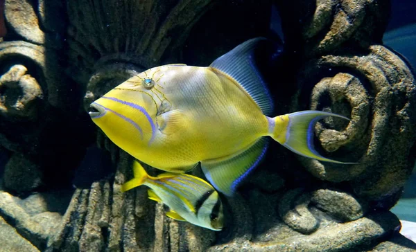 Close up of a beautiful yellow Queen Triggerfish — Stockfoto