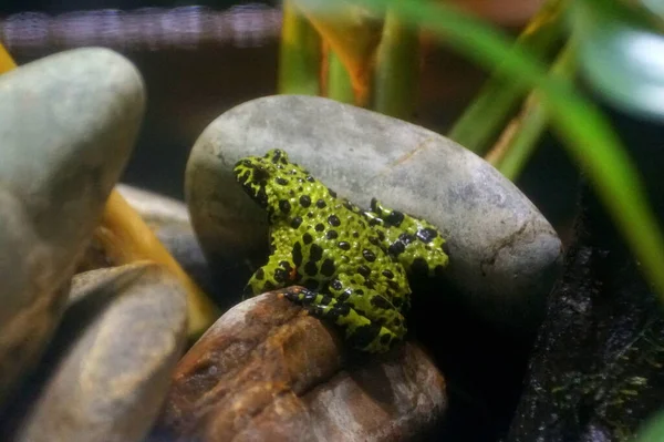 Close up of a fire belly toad — ストック写真