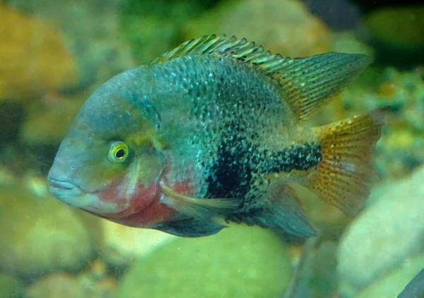 Close up of a tilapia fish inside an aquarium — Stok fotoğraf