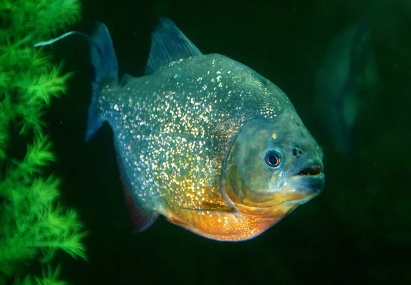 Primer plano de una piraña de vientre rojo dentro de un acuario —  Fotos de Stock