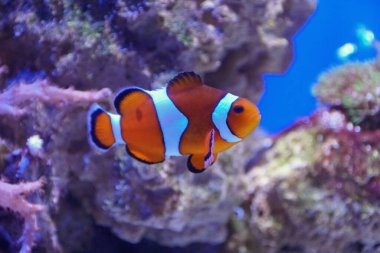 A clown fish swimming inside an aquarium