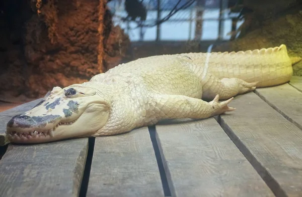 An albino alligator with black marks on its face — 스톡 사진