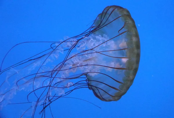 Zblízka z pacifické mořské kopřivy medúzy — Stock fotografie