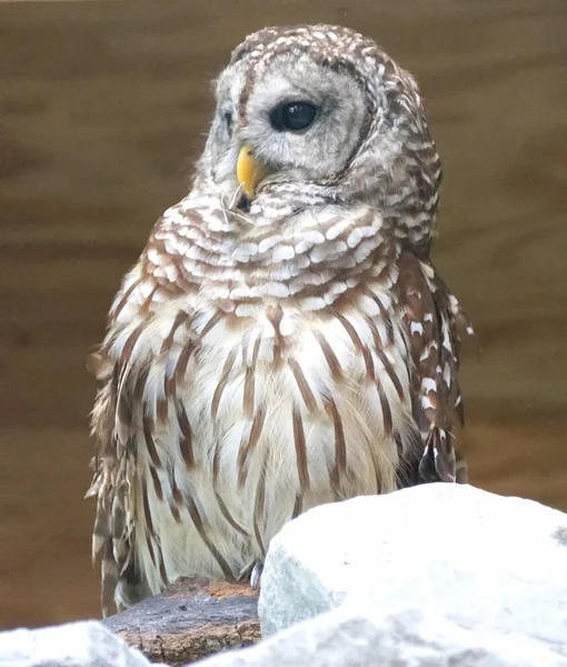 A barred owl standing and staring away