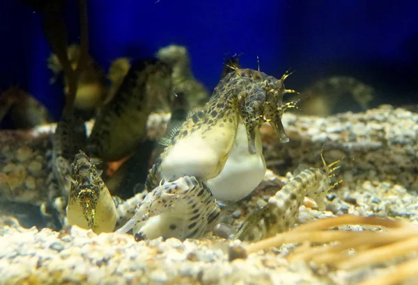 Skupina mořského koníka v akváriu — Stock fotografie