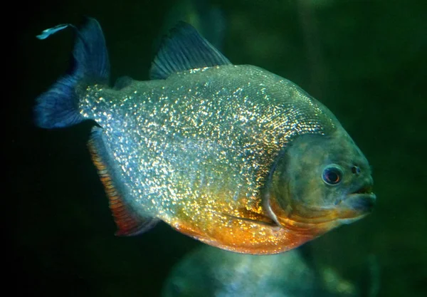 Gros plan d'un piranha à ventre rouge dans un aquarium — Photo