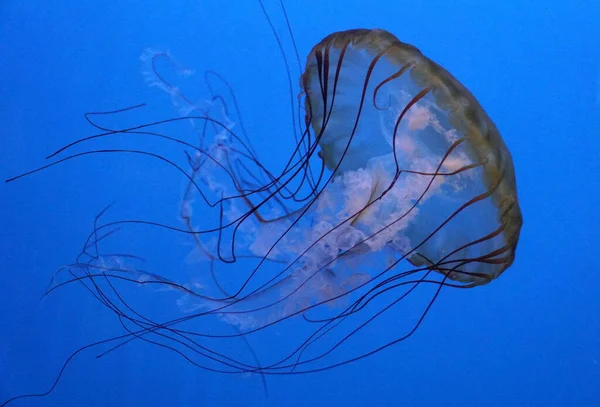 Fechar-se de uma água-viva de Urtiga de Mar Pacífico — Fotografia de Stock