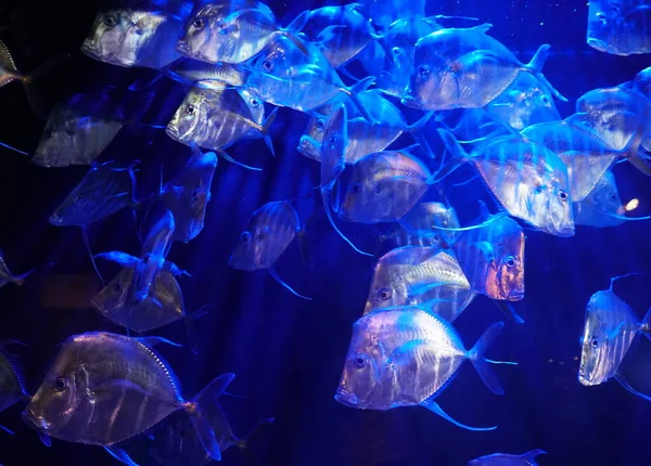 Uma grande escola de peixes Lookdown sob as luzes azuis — Fotografia de Stock