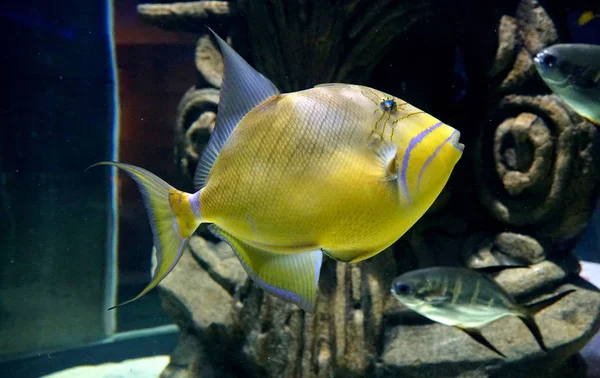 Primer plano de una reina amarilla Triggerfish —  Fotos de Stock